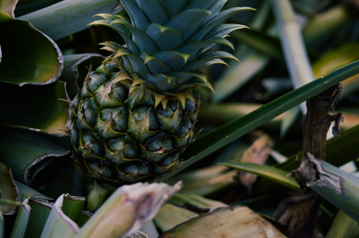Guías de frutas saludables
